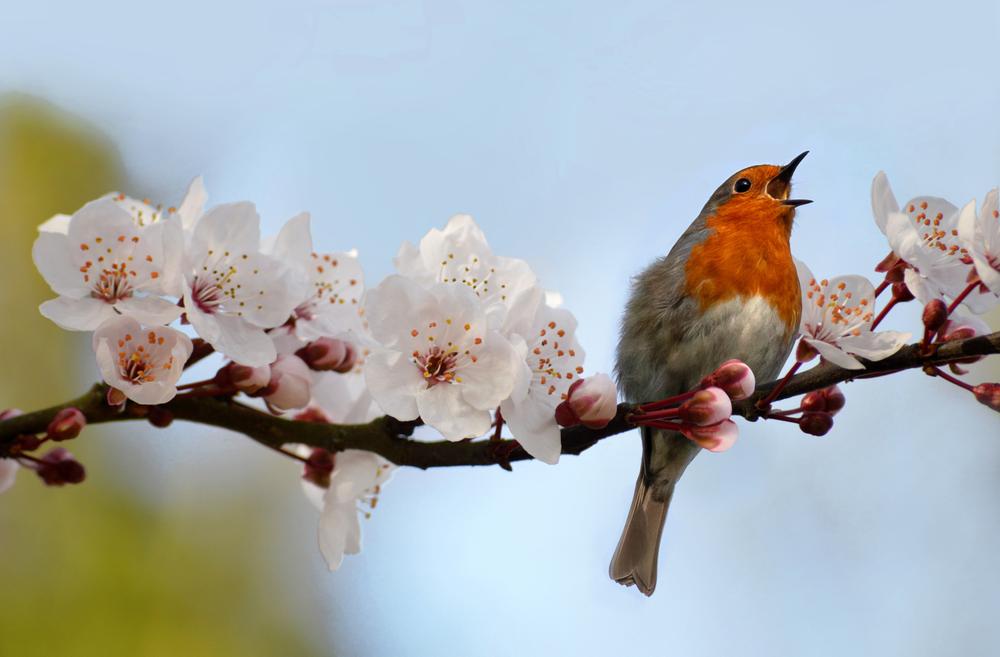 Rouge-gorge chantant sur une branche de cerisier en fleur sous le ciel bleu